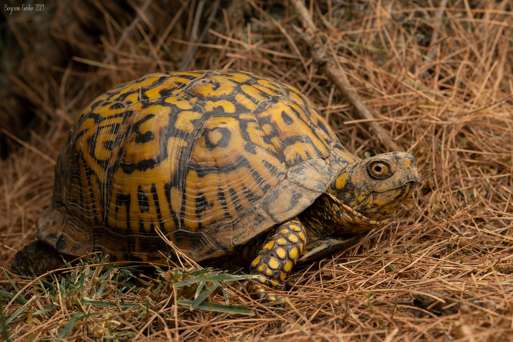 <p>Woodland box turtle</p>