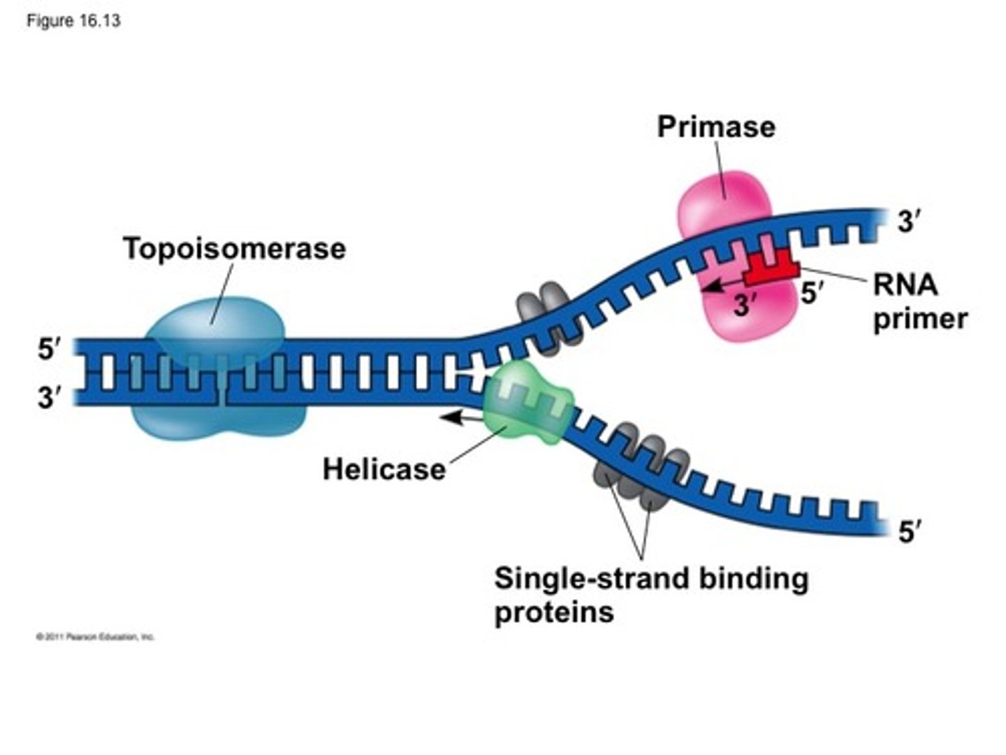 <p>An enzyme that joins RNA nucleotides to make the primer to start DNA synthesis.</p>