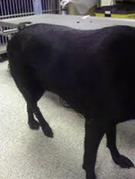 results of extreme trauma (hbc) or extreme ABduction of hip joint; limb appears shorter from behind; thigh adducted, stifle rotated outward, tarsus rotated inward