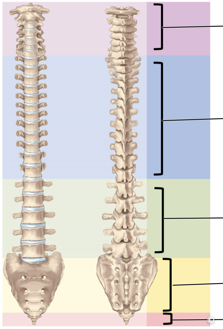 <p>Identify the curvatures of the spine</p>