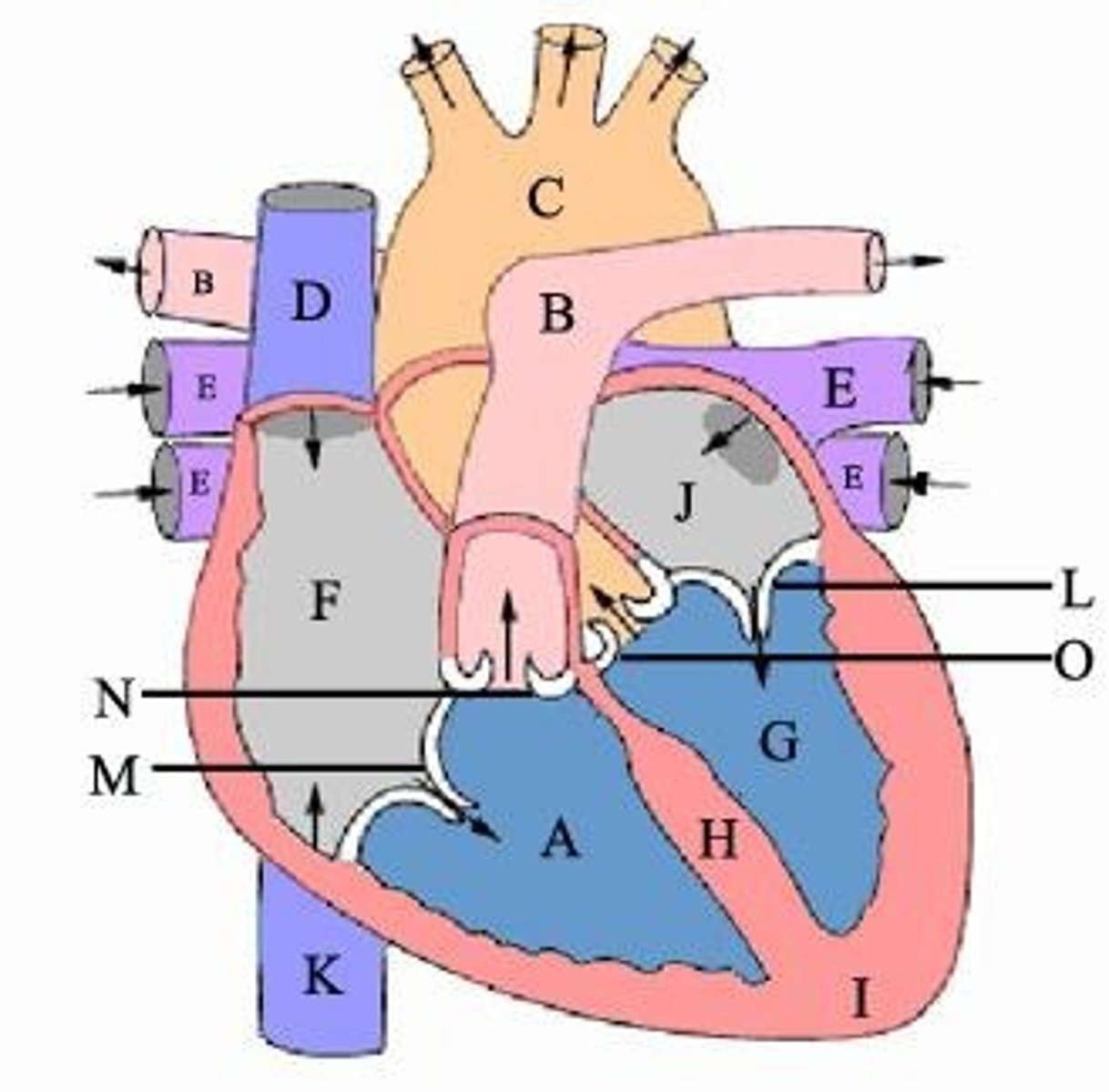 <p>Left ventricle</p>