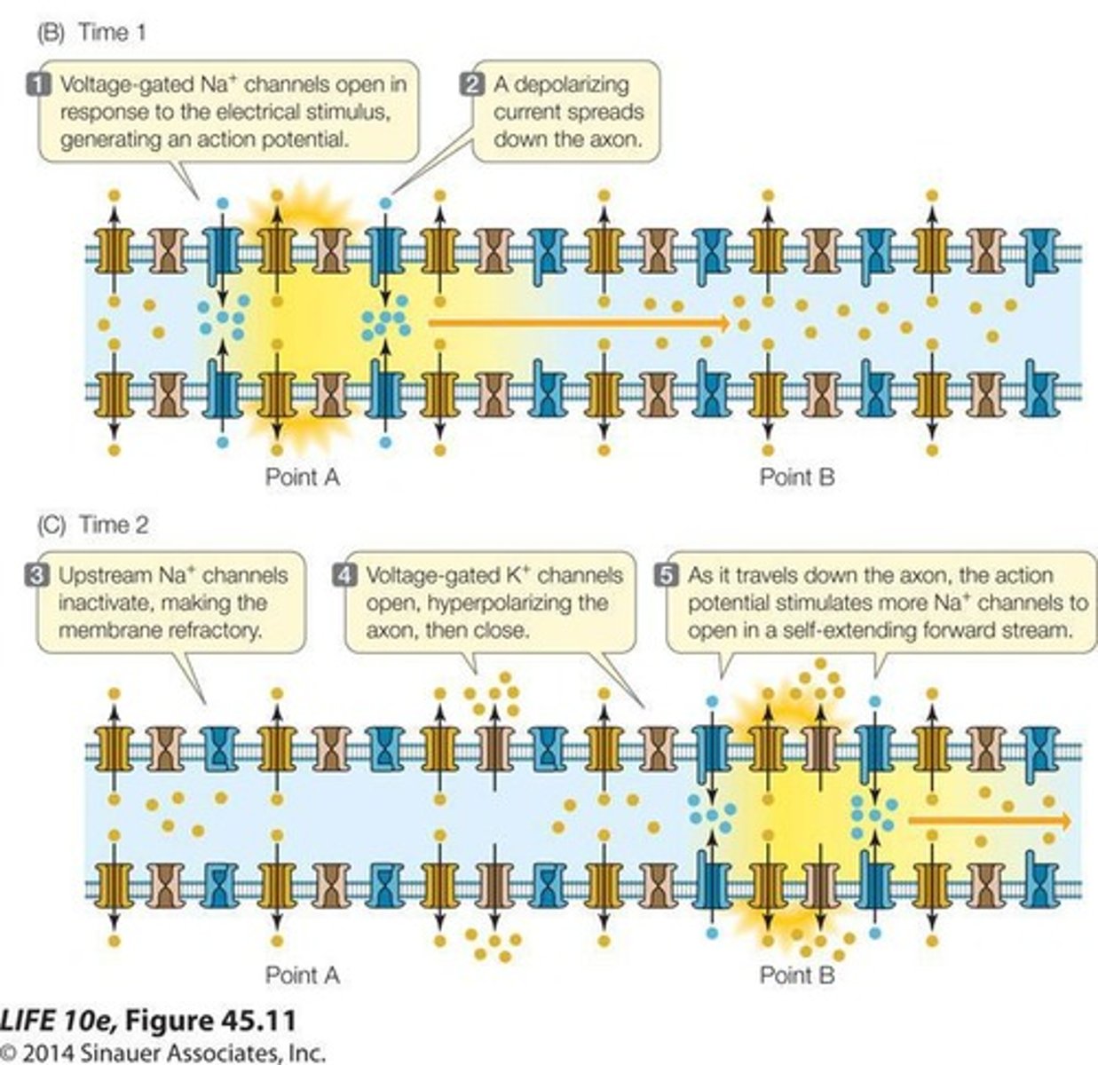 <p>It speeds up signal transmission along axons through saltatory conduction.</p>