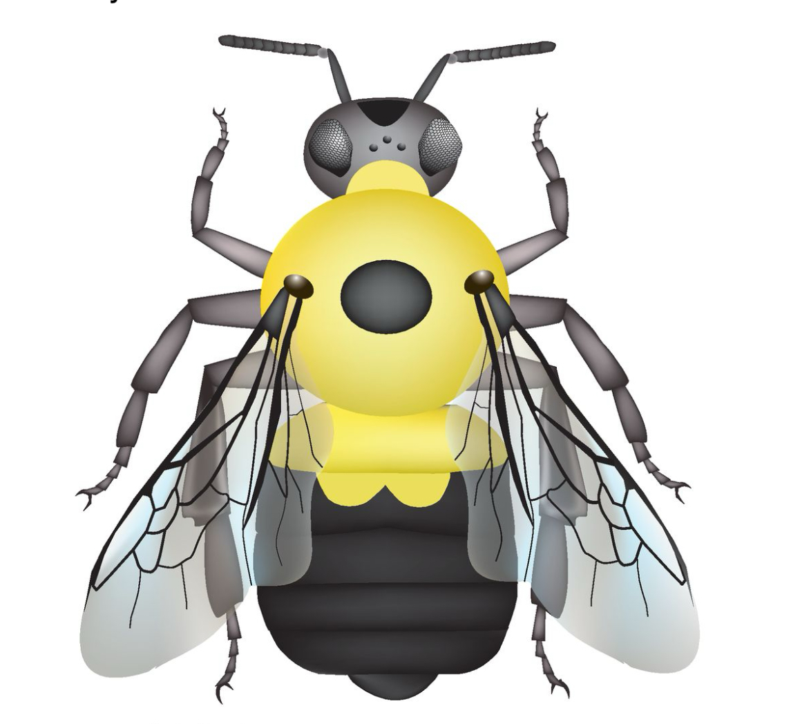 <p>Face - black</p><p>Cheek -&nbsp;long</p><p>Vertex - yellow</p><p>Thorax - <span>circular black spot, </span>lemony yellow</p><p>Pleura - yellow</p><p>Wings - clear with black veins</p><p>Abdomen - T1 lemony yellow, T2 <span>usually has two yellow spots or a W shape</span></p>