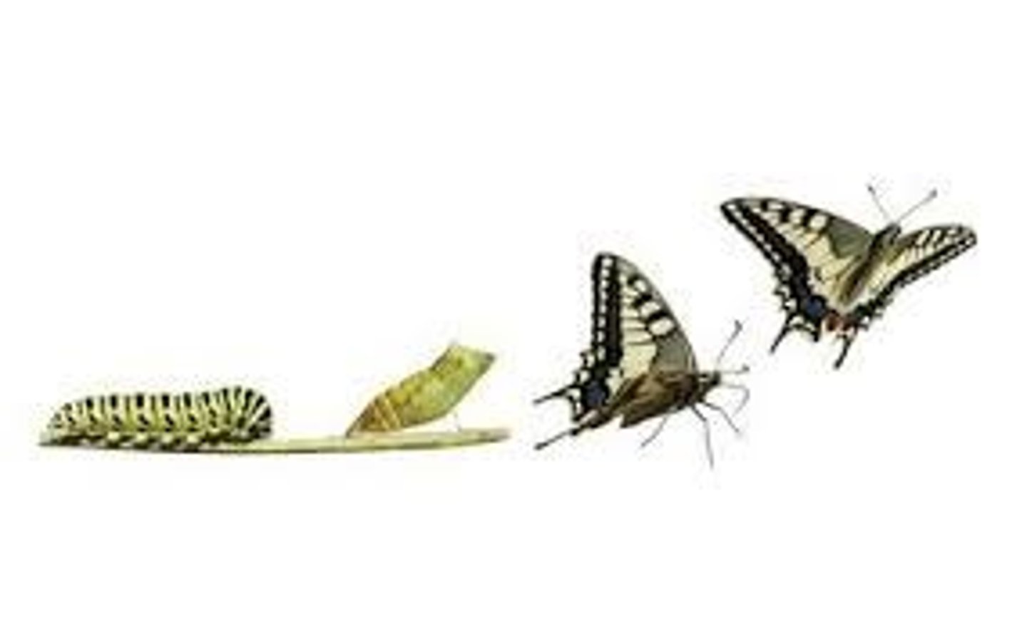 <p>(biàn chéng) to change into / to turn into / to become</p>