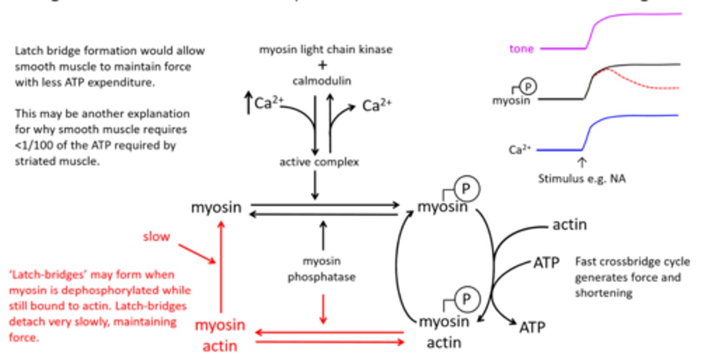 knowt flashcard image