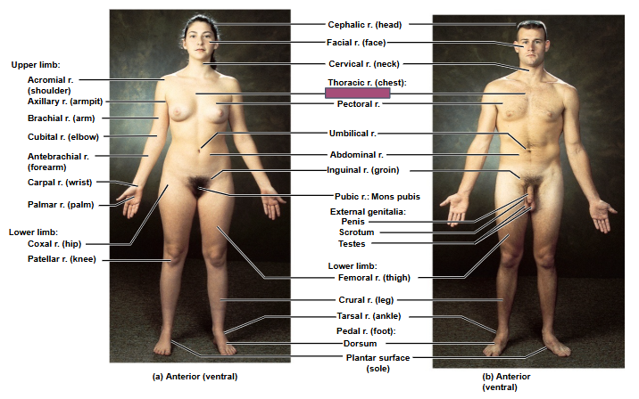 <p>Based on this anterior view, what is this region?</p>