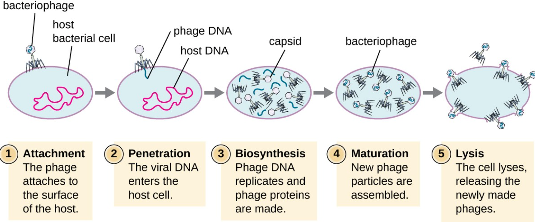 <ul><li><p>phage infects bacterium</p></li><li><p>Phage DNA replicates &amp; makes phage proteins</p></li><li><p>new phage particles are produced</p></li><li><p>cell lysis</p></li></ul>