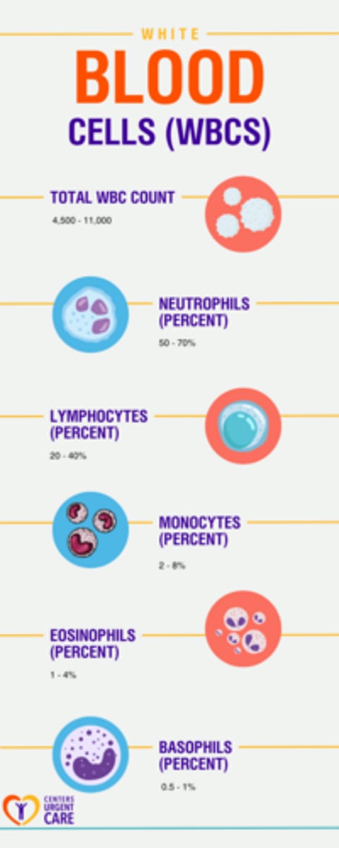 <p>decreased, specifically neutrophils causing neutropenia → ANC < 1,000, severe is <500</p>
