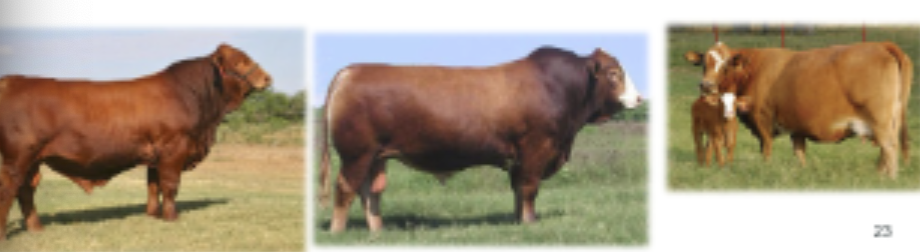 <p>Origin: US Gulf coast, brahman &amp; Simmental hybrid</p>