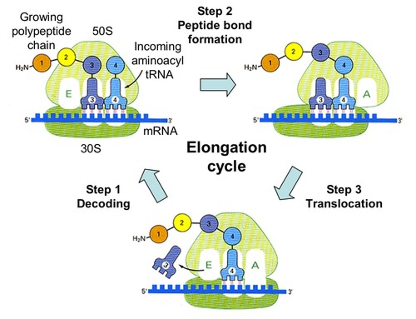 <p>-RNA polymerase adds RNA nucleotides (A, U, C, G) in the 5' → 3' direction.<br>-It reads the template strand in the 3' → 5' direction.<br>-The transcription bubble forms as RNA polymerase unwinds the DNA, exposing the template strand.</p>