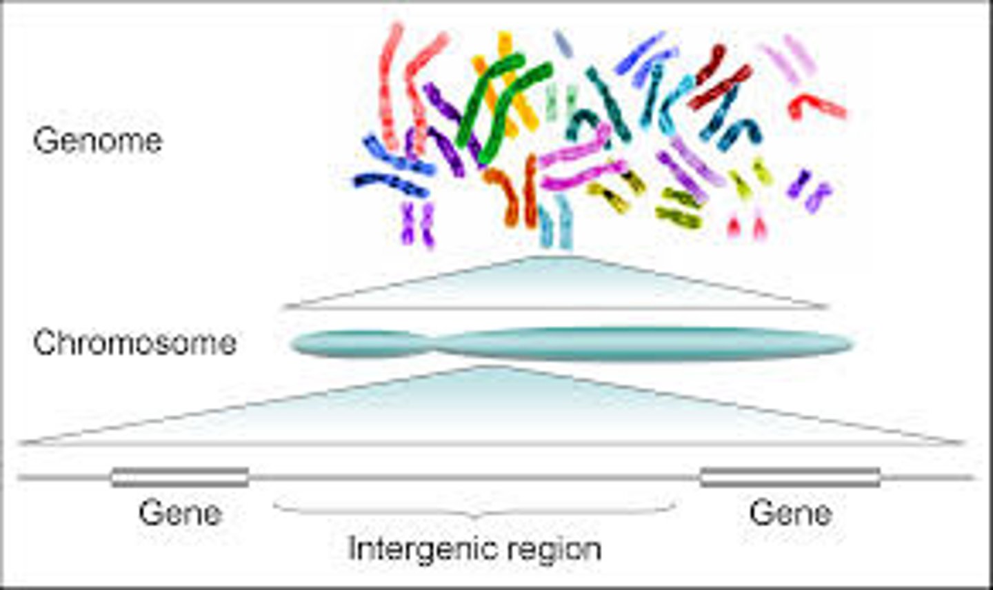 <p>All the genetic information in an organism; all of an organism's chromosomes.</p>