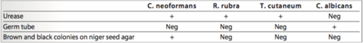 <p>Cryptococcus neoformans<br><br>Germ tube-negative isolates producing dark brown to black colonies on niger seed agar and a positive urease test are presumptive of C. neoformans. A positive germ tube test is a presumptive identification for C. albicans as well as for C. dubliniensis. See the chart above.</p>