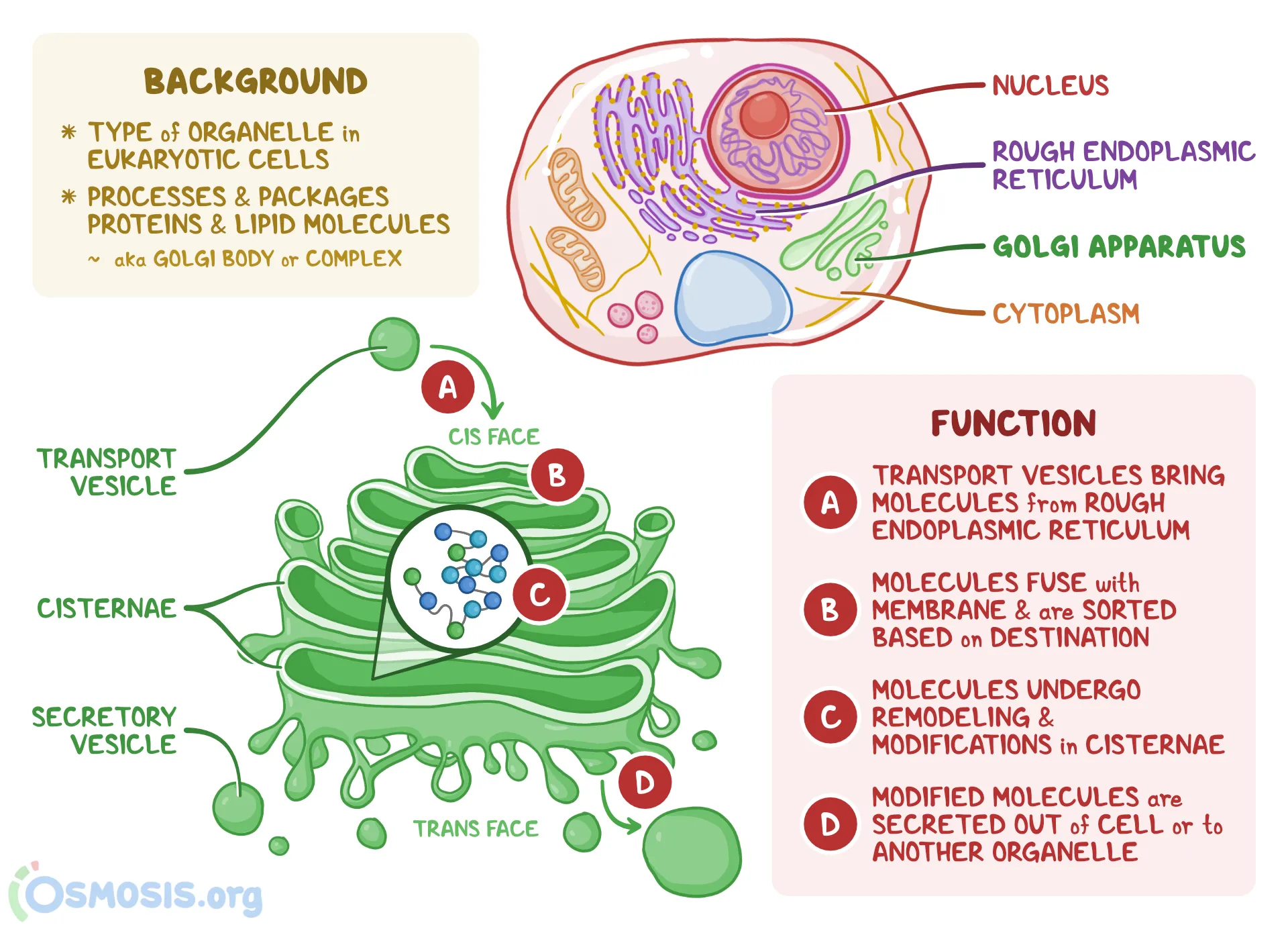 <ul><li><p>Stack of flattened membrane sacs called cisternae </p><ul><li><p>Interior: “lumen”</p></li><li><p>Conteols modification and packaging of proteins for transport </p></li></ul></li><li><p>In eukaroytic cells</p></li><li><p>Proteins made on the free ribosomes or rough endoplasmic reticulum are sent to the golgi which odifies the proteins into their final formation + packages the finished proteins into VESICLES  for transport throughout the cell </p></li><li><p>Found near the rough endoplasmic reticulum </p></li></ul><p></p>