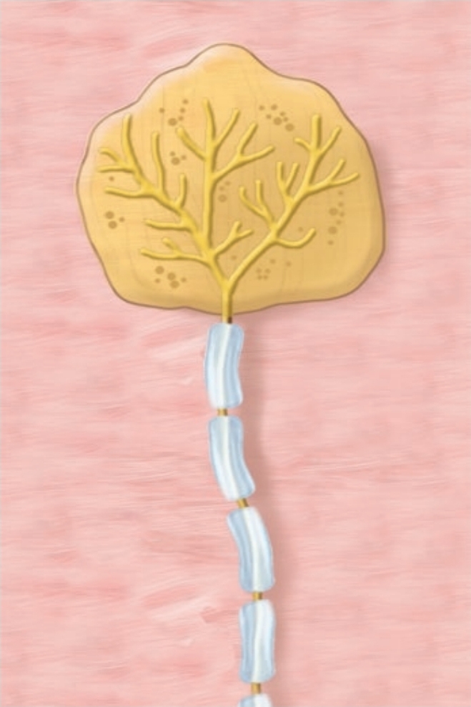 <p>light pressure, low vibration (in mucus membranes)</p>