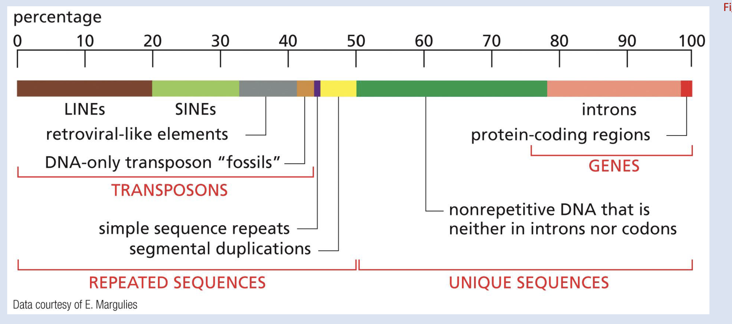 <p>Name two kinds of Moderately repetitive DNA, 20-80% of the genome</p>