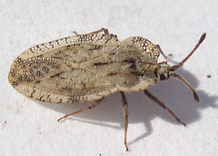 Extended pronotum
Lace-like wings