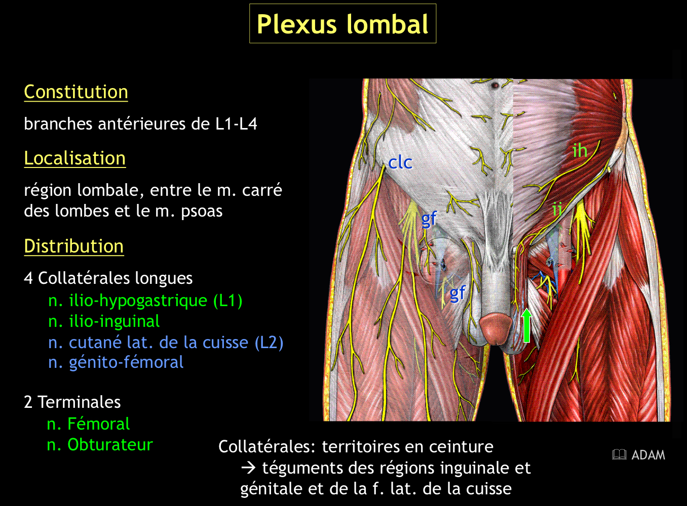 <ul><li><p>Nerf ilio-hypogastrique</p></li><li><p>Nerf ilio-inguinal</p></li><li><p>Nerf cutané latéral de la cuisse</p></li><li><p>Nerf génito-fémoral</p></li></ul>