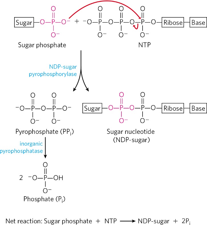 <ul><li><p>glucose-1-phosphate </p></li></ul><p></p>