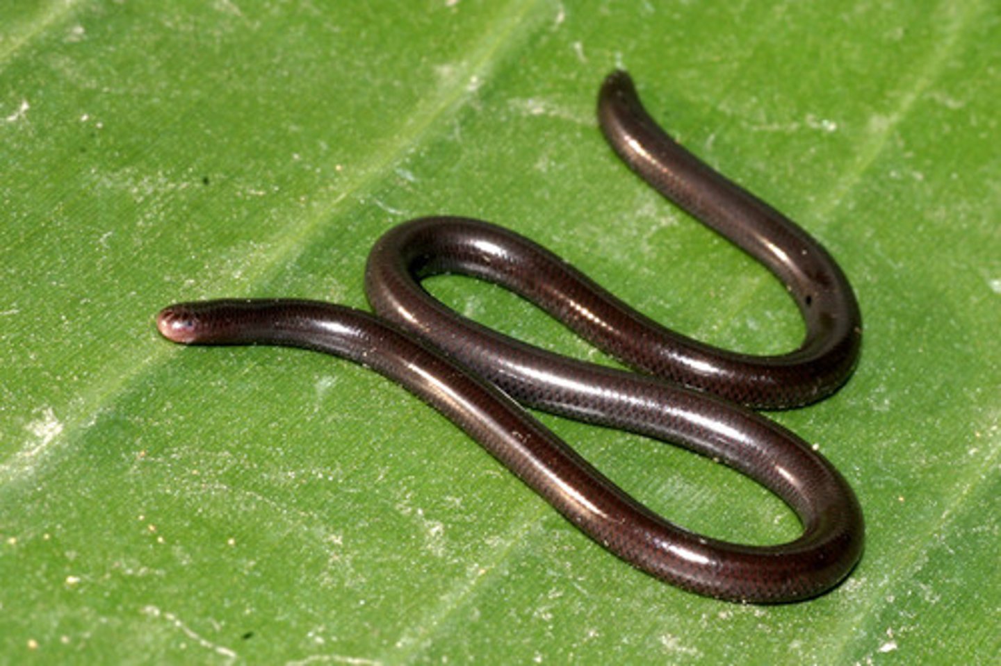 <p>(Indotyphlops braminus)</p>