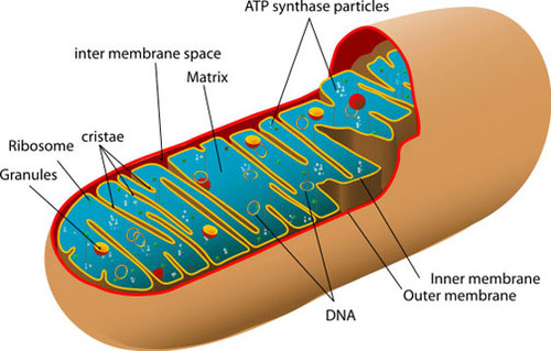 <p>An organelle found in large numbers in most cells, in which the biochemical processes of respiration and energy production occur.</p>