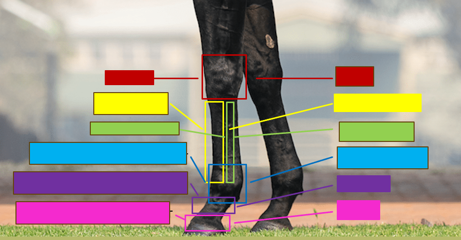 <p>Give the professional and the common name for the yellow box</p>
