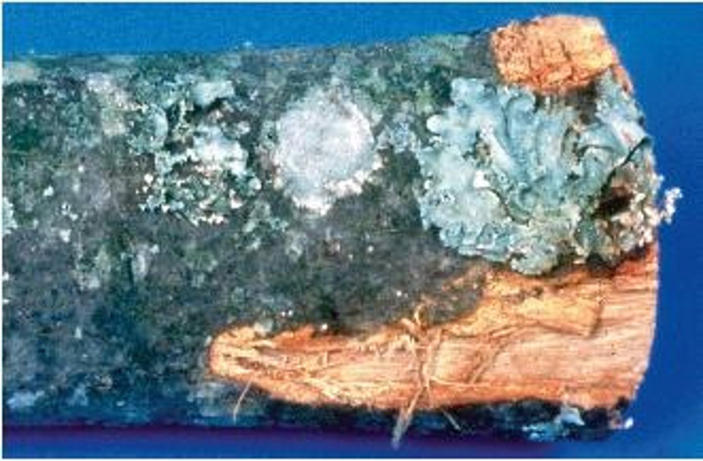 <p>Symbiotic associations between fungi and cyanobacteria or green algae.</p>