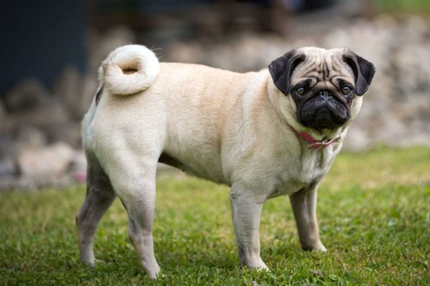 <p>What is this breed? What is it's AKC classification?</p>