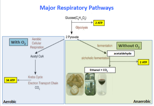 <p>It can grow aerobically and anaerobically. It outcompetes other microbes in anaerobic high-sugar conditions. </p>