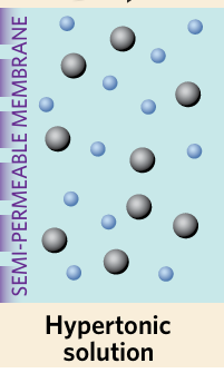 <p>a solution with a higher solute concentration when compared to another solution</p>