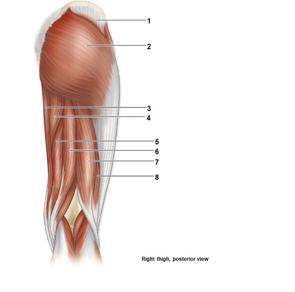 <p>What muscle is #7 &amp; #8?</p>