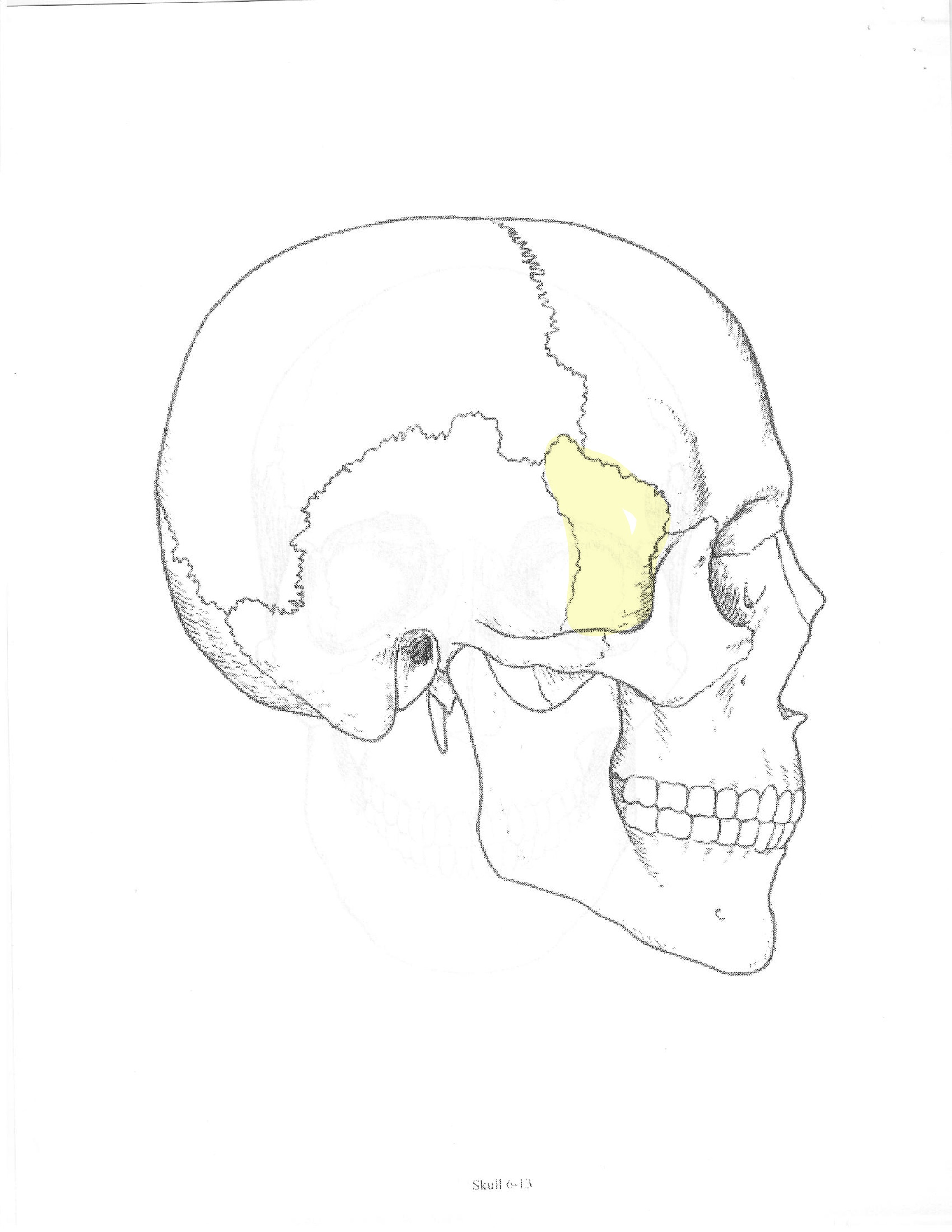 <p>ID bone</p>