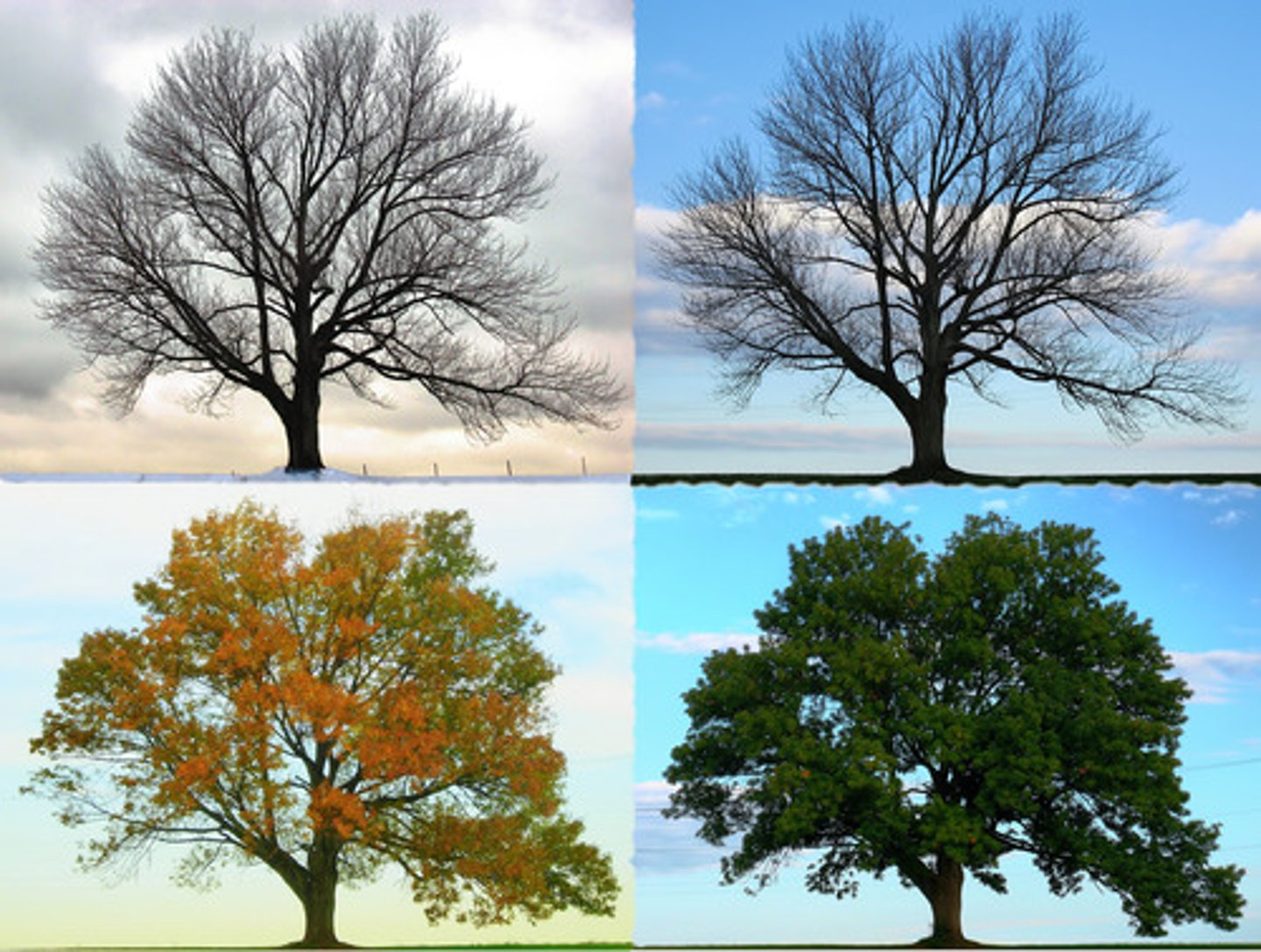 <p>Here are FOUR trees.</p>