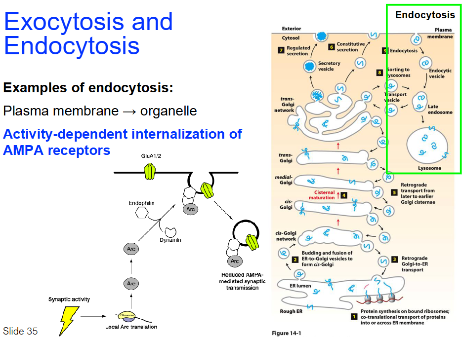 <ul><li><p class=""><strong>Plasma membrane → Organelle</strong></p></li><li><p class=""><mark data-color="yellow" style="background-color: yellow; color: inherit">Reduces number of AMPA receptors on plasma membrane</mark></p><p><mark data-color="yellow" style="background-color: yellow; color: inherit">→ Less Na+ enters neuron when signal arrives</mark></p><p><mark data-color="yellow" style="background-color: yellow; color: inherit">→ Weaker synaptic response</mark></p></li><li><p><strong><mark data-color="red" style="background-color: red; color: inherit">Arc protein</mark></strong><mark data-color="red" style="background-color: red; color: inherit"><br>→ Controls how many AMPA receptors are in membrane</mark></p></li><li><p class=""><strong>Activity-dependent internalization of AMPA receptors</strong></p><ul><li><p class=""><strong>GluA1/2</strong>: Subunits of AMPA receptors involved in synaptic transmission</p></li><li><p class=""><strong>Endophilin</strong>: Protein helps in vesicle formation during endocytosis</p></li><li><p class=""><strong>Arc</strong>: Protein involved in synaptic plasticity, translated locally at synapse</p></li><li><p class=""><strong>Dynamin</strong>: Helps vesicle fission during endocytosis</p></li><li><p class=""><strong>Reduced AMPA-mediated transmission</strong>: AMPA receptor internalization reduces synaptic transmission</p></li><li><p class=""><strong>Synaptic activity</strong>: Activates pathways that promote AMPA receptor internalization</p></li><li><p class=""><strong>Ribosome</strong>: Local translation of Arc near synapse during activity</p></li></ul></li></ul><p></p>