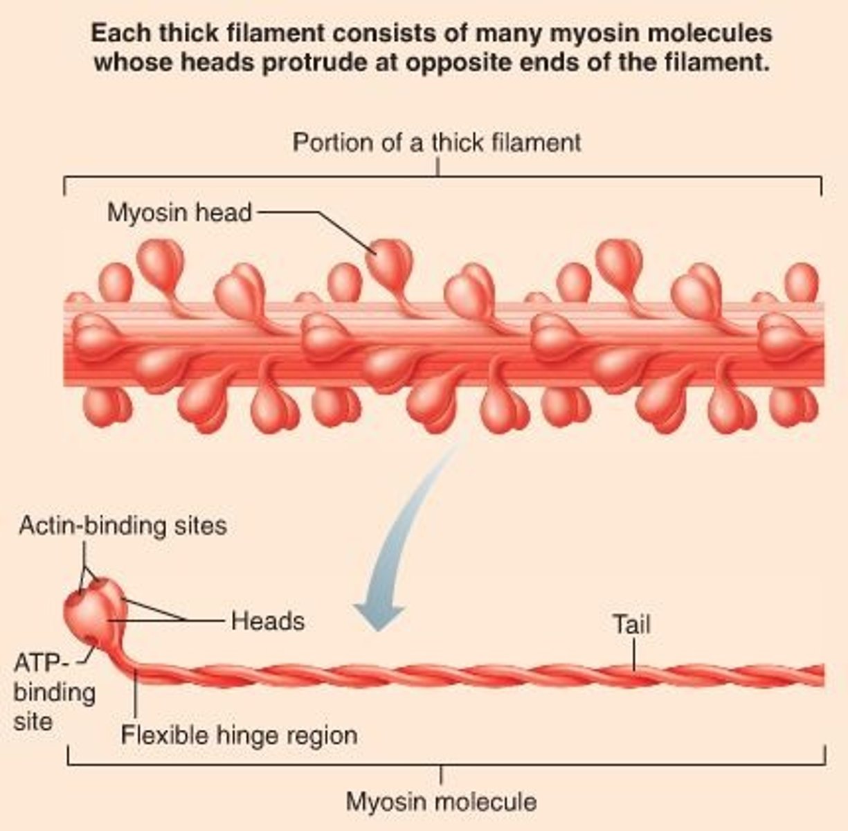 <p>Heavy Chains:</p><p>→2 chains form coiled helix</p><p>→tail and 2 heads; Heads= S1, Binding sites= actin/ATP</p><p>Light Chains:</p><p>*can alter heavy chain function</p><p>→2 pairs</p><p>→Regulatory of phosphorylatable</p><p>→Essential or alkali (structural role)</p>