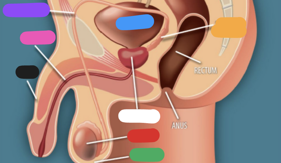 <p>The blue spot represents?</p>