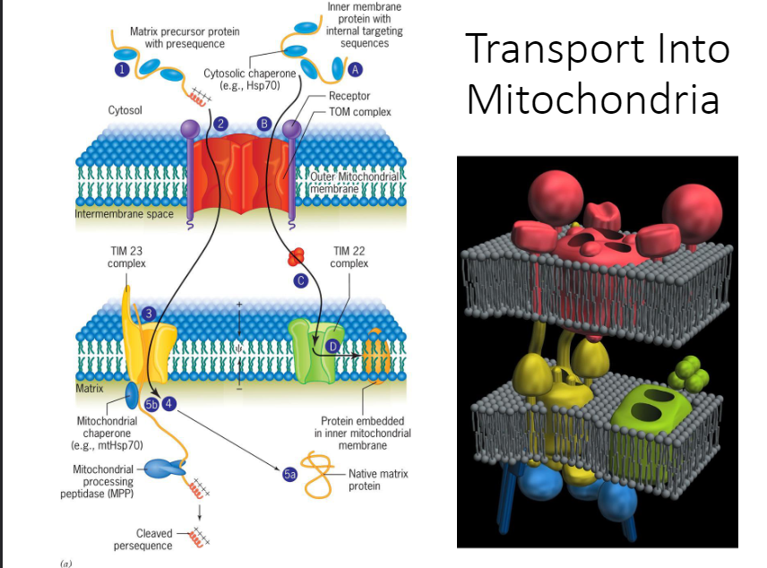 <ul><li><p>Fully made protein has to be denaturated (chaperones help keep it open/unfolded; it can’t get in if its folded)</p></li><li><p>TOM (transfer outer membrane) complex gets it to pass through the outer membrane</p></li><li><p>Then the proteins go through a TIN (transfer inner membrane) complex; TIN 23 (comes through the TOM, enters the TIM and go to the matrix) and TIN 22 (some proteins stay in the membrane like ATP synthase/ETC; allows it to stay in the membrane; membrane embedded proteins)</p></li></ul>