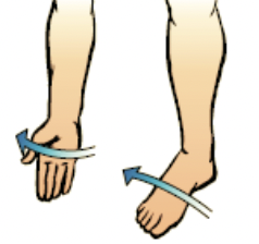 movement of the forearm in which the palm is turned anteriorly