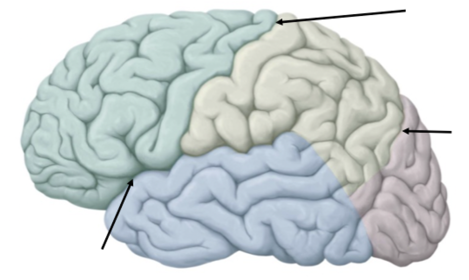 <p>Cerebrum: Lobe Divisions</p>