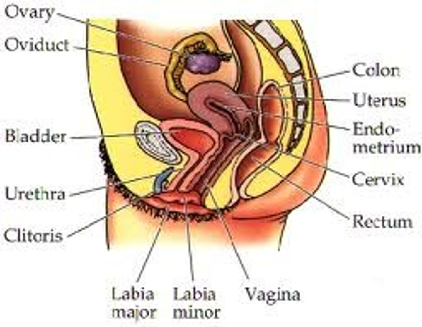 <p>It creates ova that are essential for reproduction<br>Organised to deliver the ovum to the region of fertilisation<br>Fertilisation of ovum<br>Implantation of the fertilised egg in the walls of the uterus and starting the stages of pregnancy are the next steps for fertilised eggs.<br>Involved in the production of female sex hormones to maintain the reproductive cycle</p>