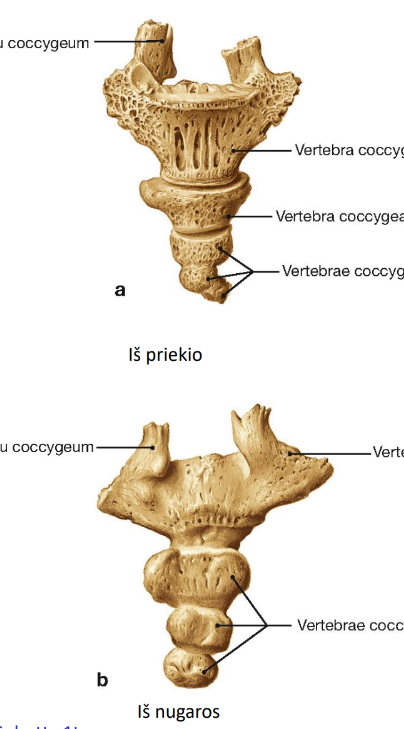 <p>uodegikaulis, uodegikaulio slanksteliai</p>