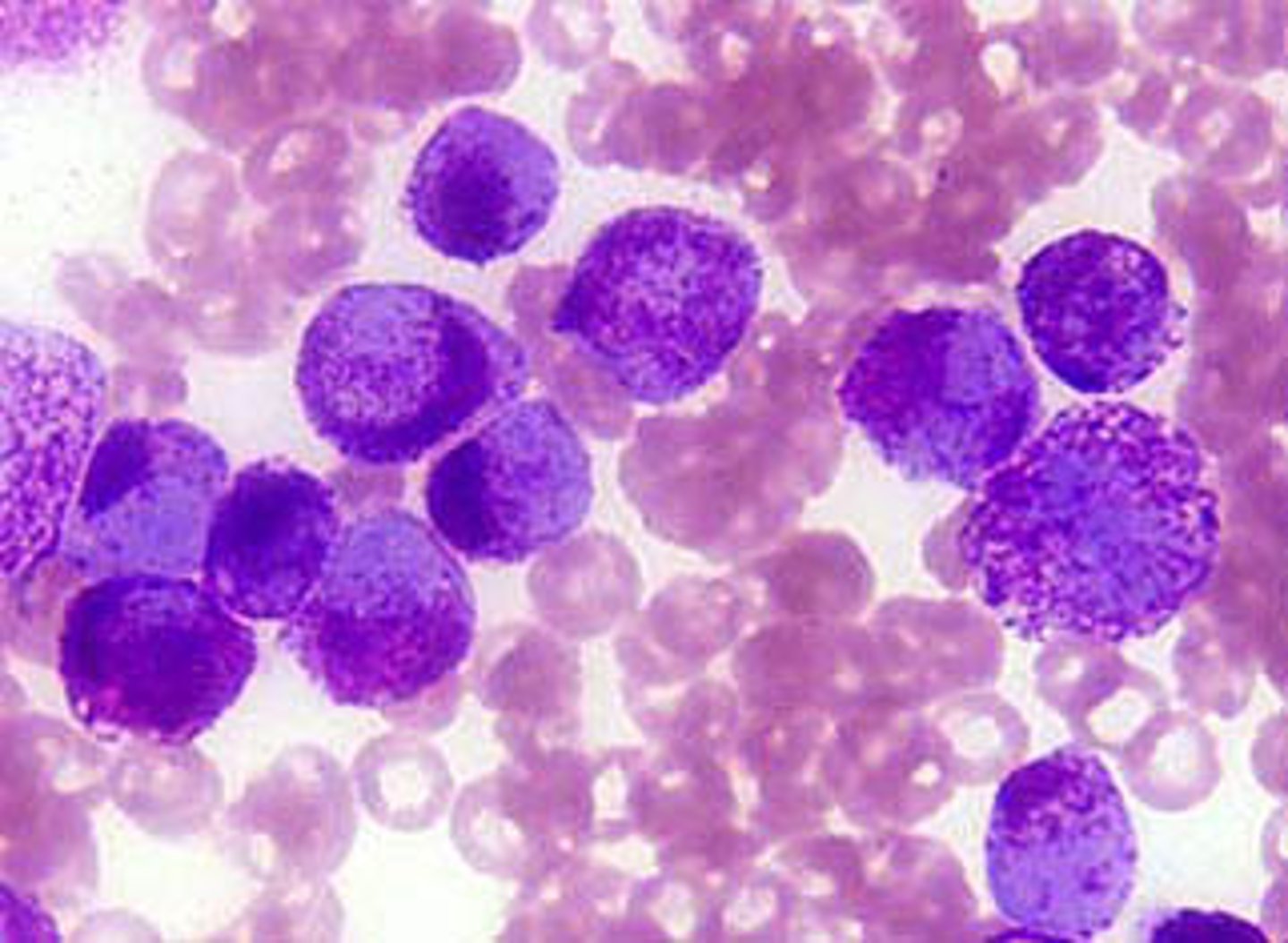 <p>Produced in bone marrow - circulate in blood</p><p>Part of innate immune system and inflammation in allergies</p><p>Granules = heparin, histamine &amp; cytokines</p>