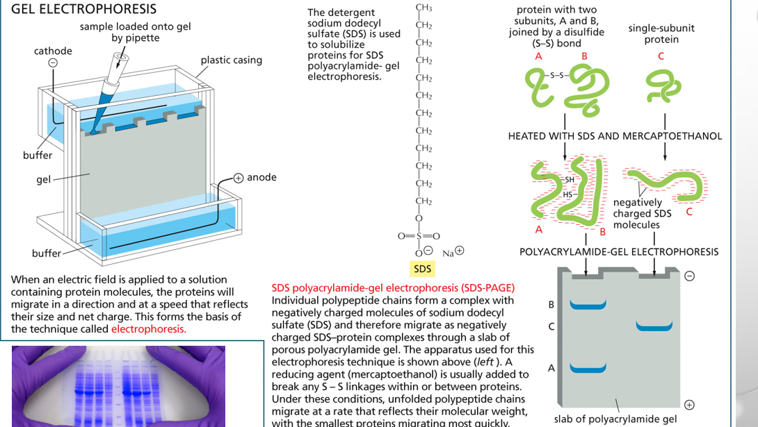 <p><span>uses an electric current to separate macromolecules like DNA, RNA, or proteins based on their size and electrical charge</span></p>