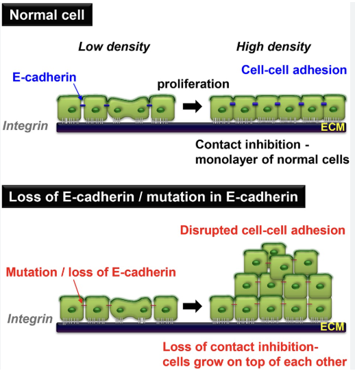 <p>Example of an EXTERNAL control of cell division. Cells that are touching stop dividing, unless they are cancer cells forming a tumor...</p>