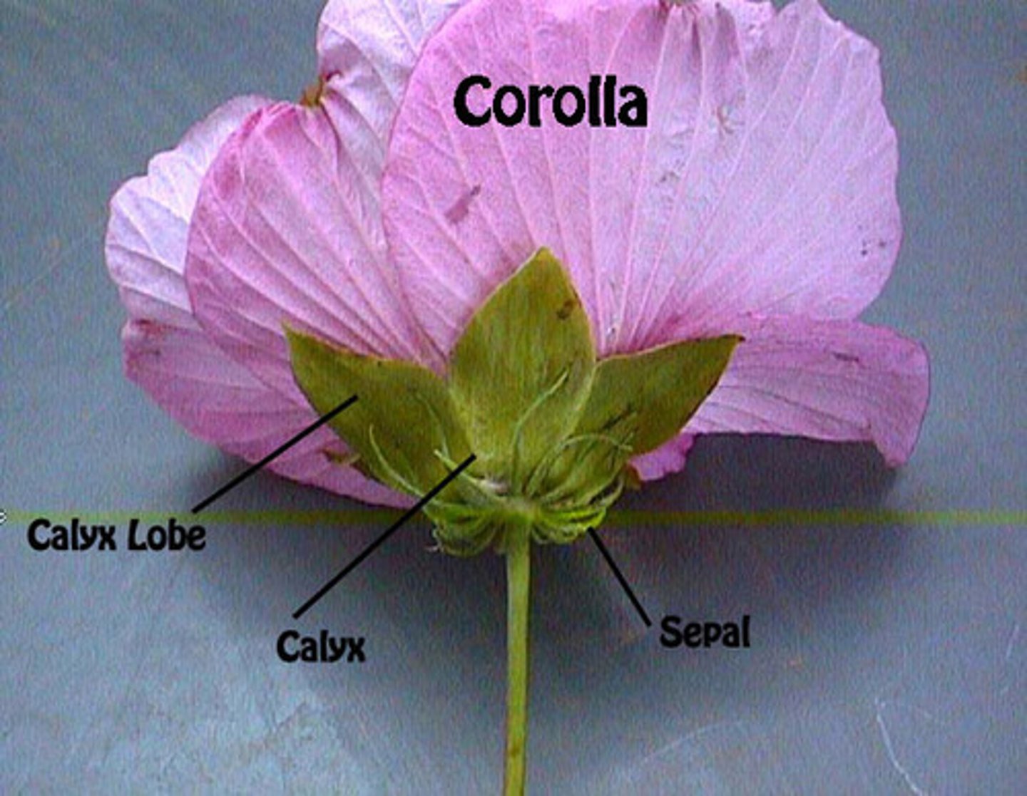 <p>Collective name for a flower's petals</p>