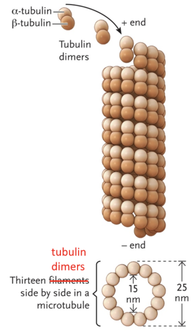 <p>Hollow tube formed from tubulin dimers</p><ul><li><p>Thirteen tubulin dimers side by side in a microtubule</p></li><li><p>Two types of tubulin dimers: α-tubules &amp; β-tubules</p></li><li><p>Polar: α-tubules (-) compose one end and grow slowly &amp; β-tubules (+) compose the other end and grow quickly</p></li></ul><p>Organize the position of organelles, direct intracellular transport, &amp; support the shape of the cell by resisting compression</p><ul><li><p>Molecules (like vesicles) grab them and move on them like railway tracks</p></li></ul><p></p>