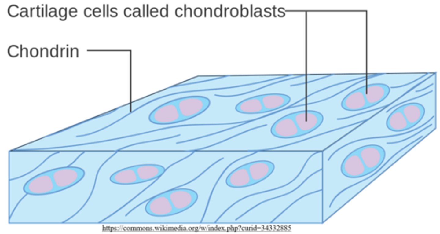 <p>chondroblasts</p><p>(analogous to osteoblasts)</p>