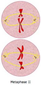 <p>Chromosomes line up in the middle (haploid)</p>