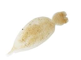 <p>-first sp. described in 1995 (2 spp.)</p><p>-symbionts on lobster oral appendages</p><p>-acoelomate</p><p>-ring of oral cilia and u shaped digestive tract</p><p>-asexual budding</p><p>-sexual dioecious larvae</p><p>-disperse as lobster molts</p>