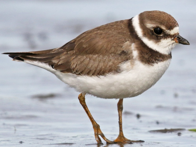 <p>What bird is this? </p>