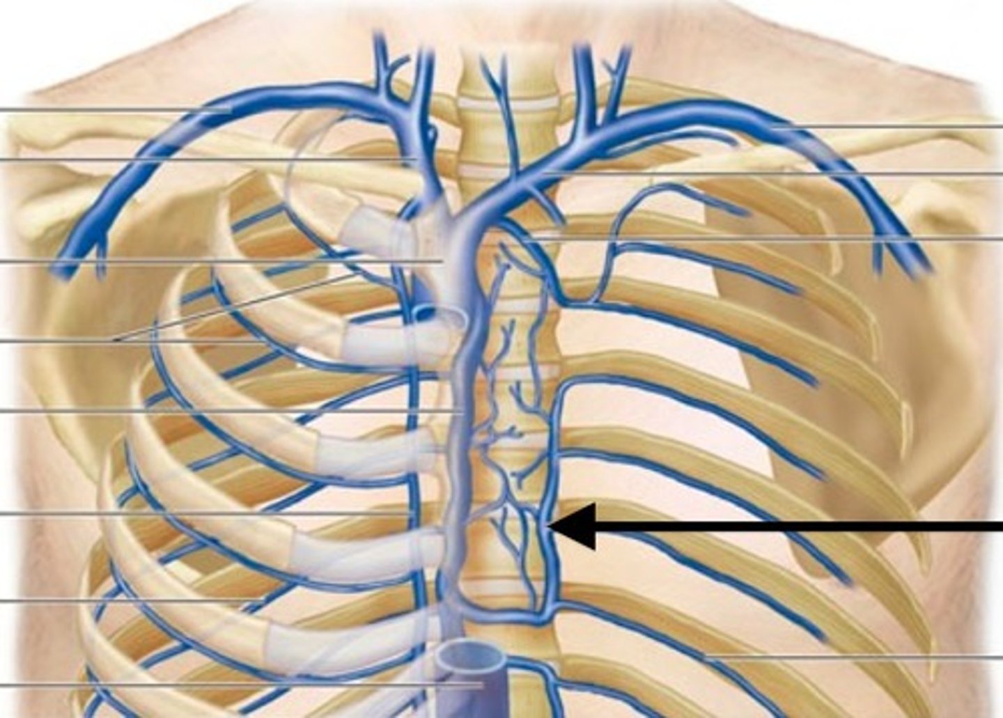 <p>superior continuation of hemiazygos vein</p>